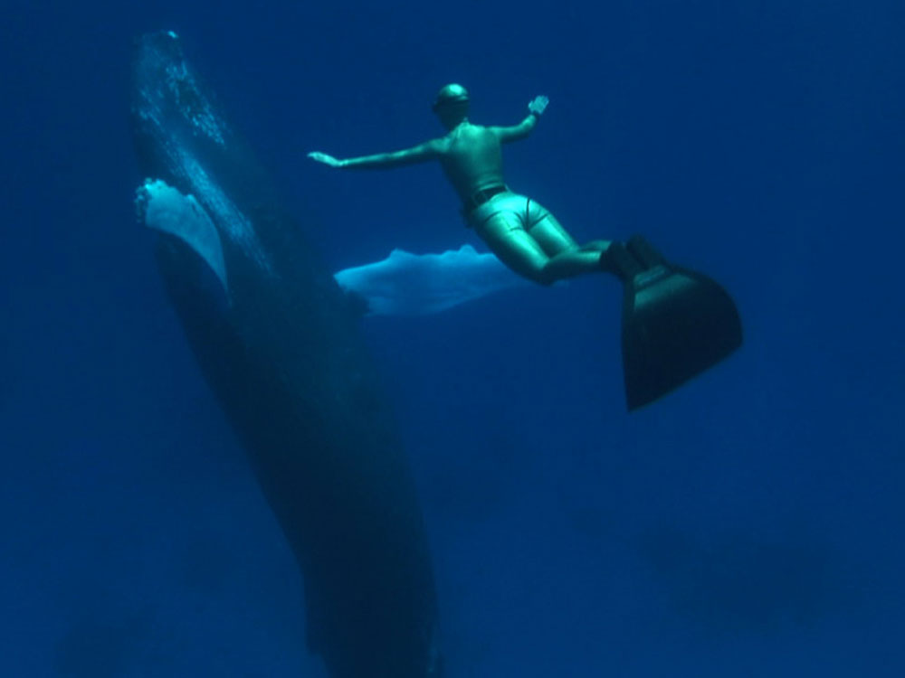 The Cove